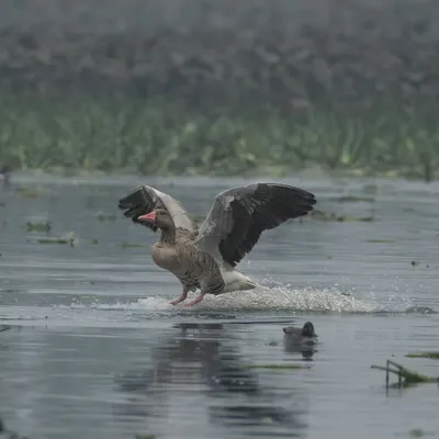A Greylag Goose makes a splashy landing in the misty waters of Surajpur Wetlands. Capturing this action is a highlight of winter birding in the NCR.