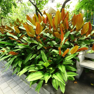 A dense hedge of Calathea lutea, or Cigar Calathea. I use this for its height and the beautiful contrast between the green tops and bronze undersides of its leaves.