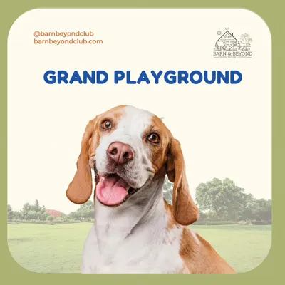 We call it a grand playground for a reason. Our dogs have access to large, open, and grassy fields where they can run freely, play fetch, and just be dogs. This space is essential for their physical health and mental stimulation.