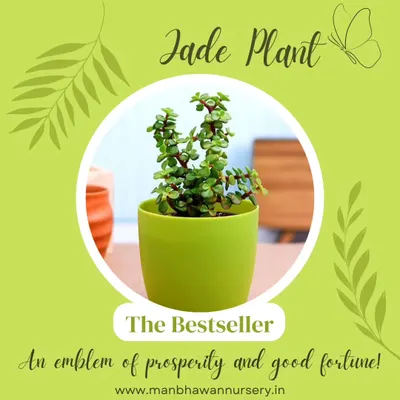The Jade Plant is our top seller for a reason. Known as a good luck plant in Vastu, it's a hardy succulent that symbolizes growth and prosperity, making it a perfect corporate gift for wishing success.