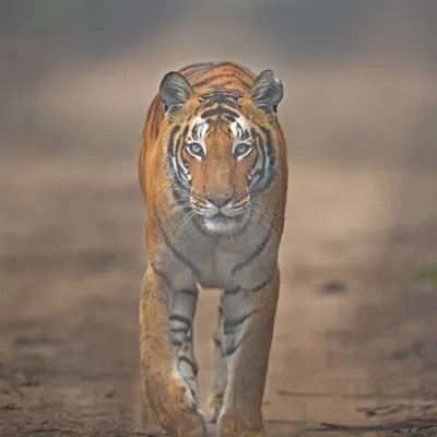 A direct, head-on gaze from a tiger is a powerful moment. This kind of intimate portrait is what we strive for, using long lenses and ethical practices to capture the animal's presence without disturbance.