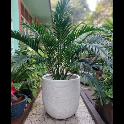A lush Areca Palm in a textured white planter is a classic combination. This pairing is perfect for adding a touch of green elegance and improving air quality in any indoor setting.