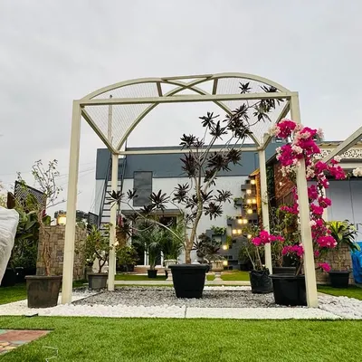 A beautiful bougainvillea vine is trained to climb a simple white arch, adding a dramatic splash of pink and white to the garden. This shows how these hardy plants can be used to create stunning vertical accents.