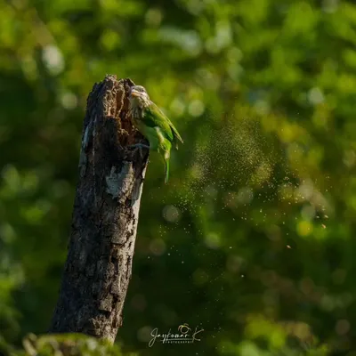 A White-cheeked Barbet sends a shower of wood chips flying as it excavates its nest hole. This dynamic shot captures the sheer effort involved in nest building.