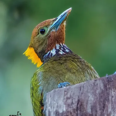 A Greater Yellownape woodpecker, its golden crest glowing in the forest light. Capturing these shy birds requires patience and a deep knowledge of their habits.
