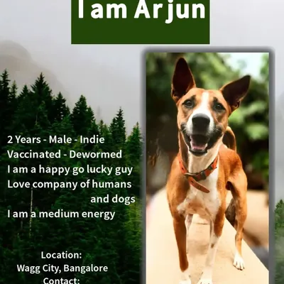 This is Arjun, a happy-go-lucky 2-year-old Indie. He has a medium energy level and loves the company of both humans and other dogs. He's a great example of the amazing adult Indie dogs available for adoption in Bangalore.