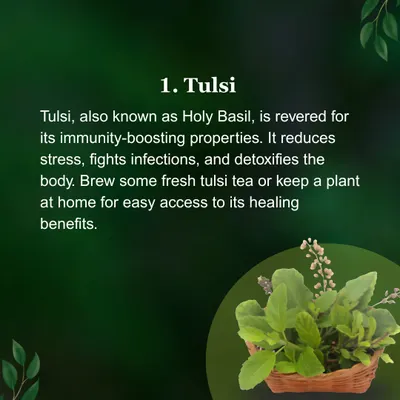 Tulsi, or Holy Basil, is a cornerstone of Ayurvedic home care. I consider it one of the most important herbs for boosting immunity and fighting infections. This simple guide shows how you can use Tulsi, by brewing it into a tea or keeping a plant at home, to help your family stay healthy naturally.
