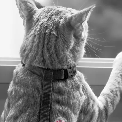 A cat in a harness, looking out the window. The black and white treatment emphasizes the texture of its fur and the contemplative mood.