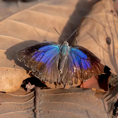 A Powdered Oakblue butterfly with its wings open, revealing a stunning iridescent blue patch. These are often found resting on dry leaves on the forest floor.