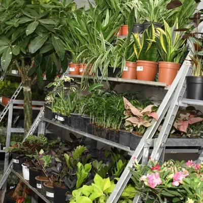 Our nursery shelves are always stocked with a wide variety of healthy plants. Here you can see a mix of Snake Plants, Aglaonemas, and flowering varieties, ready to find a new home.