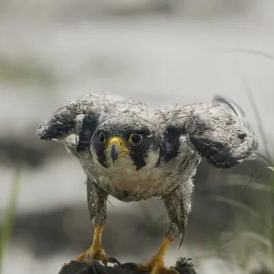 The Peregrine Falcon, the fastest animal on Earth, captured in a rare moment of stillness after a bath. Its fierce expression and powerful stance show the intensity of this incredible bird of prey.