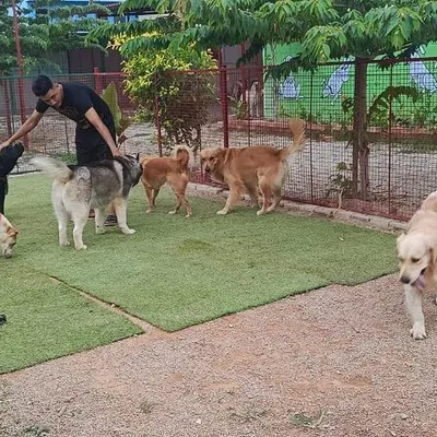 A typical morning at our resort, with a staff member right in the middle of the action, ensuring everyone plays nicely and gets plenty of attention.