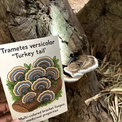 Learning to identify mushrooms like the "Turkey tail" using our custom-made flashcards. This hands-on method makes it easy and fun for kids to learn about different fungi species.