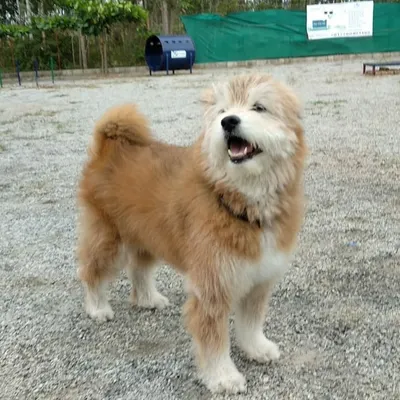This fluffy, happy dog is clearly enjoying its vacation at our pet resort. Look at that smile!