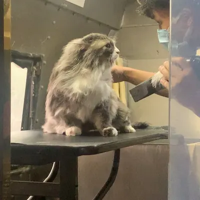 This beautiful long-haired cat is sitting patiently on our grooming table during a de-shedding session. We handle our feline clients with the utmost care to keep them relaxed.