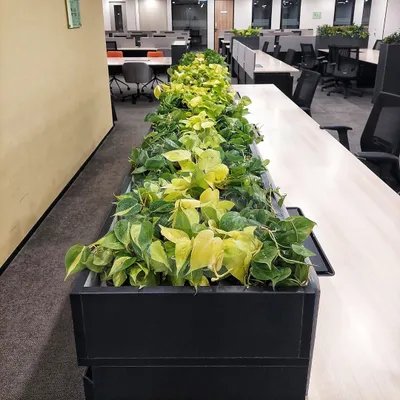 We used long, sleek planters filled with vibrant Neon Pothos to act as natural dividers in this open-plan office. This solution adds a beautiful line of green while creating a sense of separation between desk areas, enhancing focus and well-being.