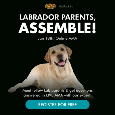 Labradors are wonderful family dogs, but their energy and enthusiasm can be a challenge. This graphic is for a free "Ask Me Anything" session I hosted specifically for Labrador parents to address common issues like jumping, chewing, and potty training.