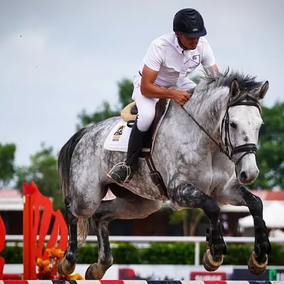 Our home bred mare Catharina, ridden by Nikolay, clearing a jump with power and grace. Her success in the Grand Prix Medium Tour is a testament to the quality of our breeding program.