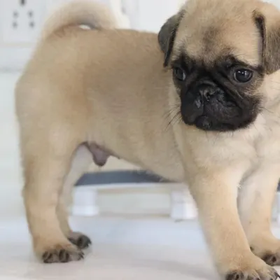 I call my kennel the 'Palace of Quality', and this Pug puppy is a perfect example. He has the classic wrinkled face and sturdy body of a true Pug.