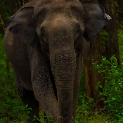 An intimate, head-on portrait of an Asian Elephant stepping out from the dense forests of Karnataka. The detail in its skin and its direct gaze create a powerful connection.