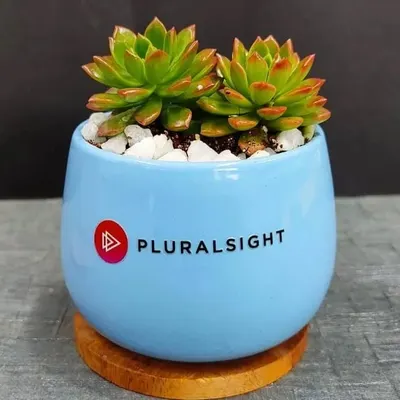 A close up of our custom branded succulent gift. This Echeveria succulent is potted in a beautiful light blue ceramic pot with a wooden base, featuring the Pluralsight company logo.