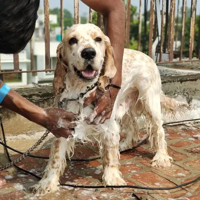 A happy Cocker Spaniel enjoying a soapy lather during an outdoor bath. I make sure the water temperature is comfortable and use pet-safe products for a deep clean.