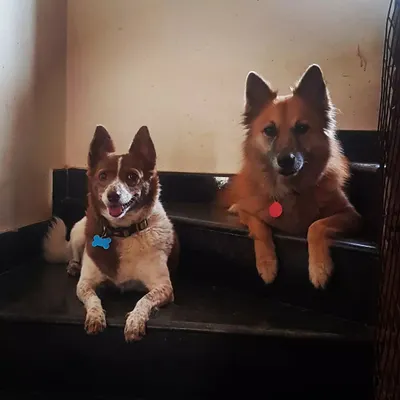 Posing for the camera. Austin and Oreo, two handsome boys, have claimed the stairs as their personal throne. Dogs are allowed on furniture and can make themselves at home wherever they please.