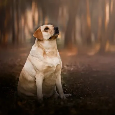 A beautiful, artistic portrait of Bella the Labrador in a forest, a tribute to the dog who inspired the "raw and unforgettable" spirit of my work.