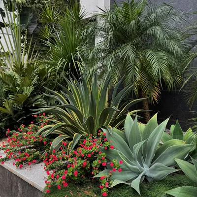 This gravel mulch garden, planted in 2021, shows how beautifully a dry garden can mature. The plants have filled in the space completely, creating a dense, textured carpet that requires very little water to maintain its beauty.