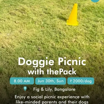 An announcement for our Doggie Picnic with thePack. These events are a perfect Sunday getaway, offering a social picnic experience for you and your dog.