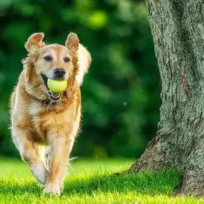 A good game of fetch is a great way to exercise. I make sure your dog gets to run and play in safe parks around Benglore.