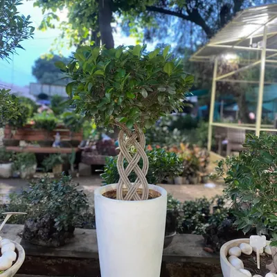 This Moclame Ficus features a unique braided trunk, making it a true statement piece. It helps clean the air and is believed to bring positivity and fortune.