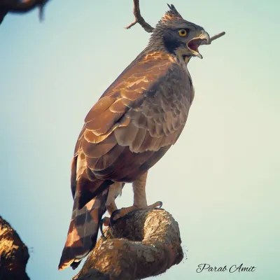 The Mountain Hawk-Eagle is a formidable predator of forested hills. This one, calling out from its perch, displays the raw power and intensity I aim to capture. Learning to spot and photograph such large raptors is a key part of my Himalayan expeditions.
