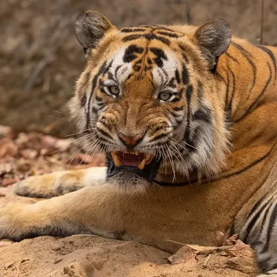 A snarling tiger portrait, a powerful moment captured up close. I teach my guests to seize these opportunities for intense, emotional shots.