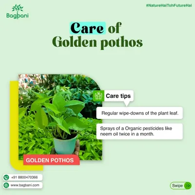 Here are some of my essential care tips for the popular Golden Pothos or Money Plant. I recommend regular leaf cleaning and a monthly spray of organic pesticides like Neem oil to keep it pest-free and healthy.
