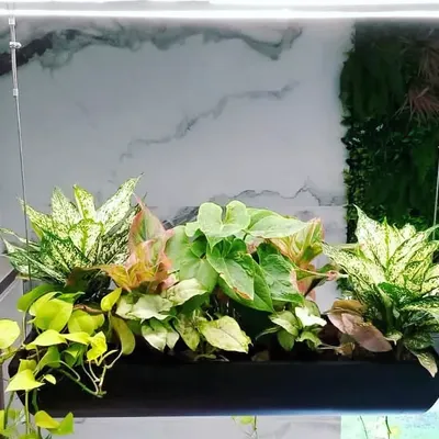 A custom-made hanging trough planter I installed for a client. It's suspended from the ceiling and filled with a mix of Aglaonema and Syngonium for a floating garden effect.
