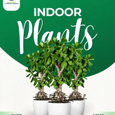An advertisement for our indoor plant offerings. We provide a wide range of vibrant, low-maintenance plants perfect for bringing fresh air and green vibes to any home or office.