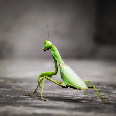 Getting close to small subjects like this praying mantis is what macro photography is all about. After capturing the sharp details, I used Photoshop to desaturate the background, making the vibrant green of the insect the main focus. This is a simple yet effective editing trick I teach.