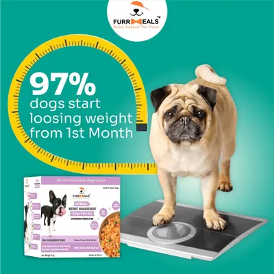 The results speak for themselves. 97% of dogs on my VetBlend+ Weight Management plan start losing weight from the first month. It's a safe and effective way to help them get back to a healthy size.