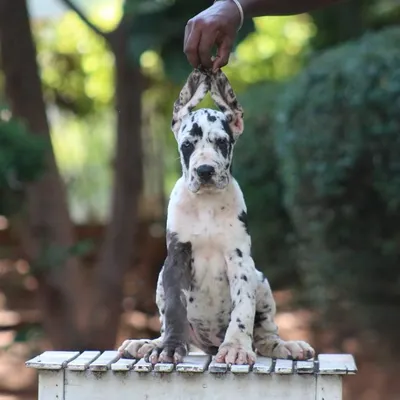 A top-class Harlequin Great Dane female puppy, available for a show home. Notice her beautiful markings and confident posture.