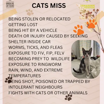What do your indoor cats miss? Nothing but danger. This graphic lists all the hazards outdoor cats face, reinforcing why I insist on indoor-only homes.