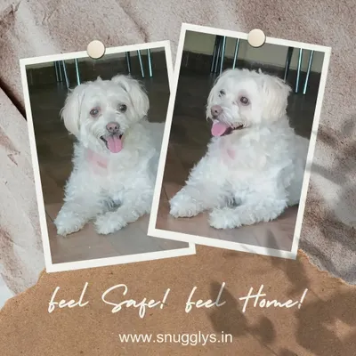 This little white dog is all smiles, feeling safe and at home in our indoor area. My goal is to make every pet feel this comfortable.