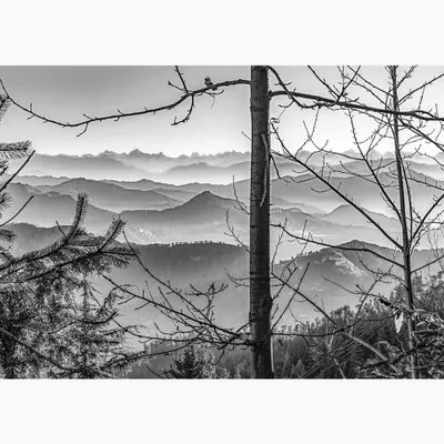 A view through the trees in Fagu, Himachal Pradesh, revealing layers of mountains fading into the mist. This black and white landscape photograph focuses on depth and atmosphere, creating a sense of immense scale and tranquility.