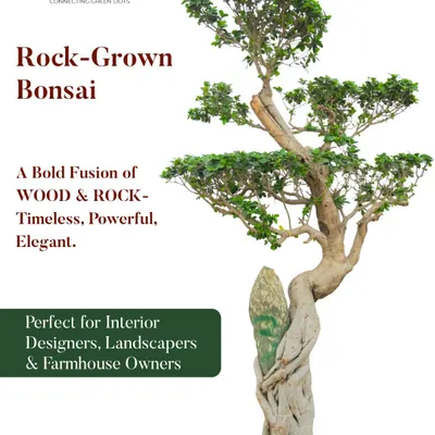 A true living sculpture, this Rock-Grown Bonsai is a statement of elegance and tradition. It's a premium, low-maintenance choice for discerning clients looking to add a powerful natural element to their decor.