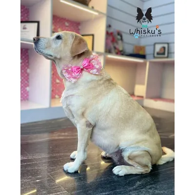 Zoey the Labrador looking pretty and proud with her sparkly pink bow. Her coat is gleaming after a thorough bath and de-shedding.