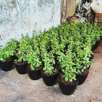 Live gifts ready for dispatch. We offer great rack rates for bulk orders of popular plants like these Jade plants in simple black pots.