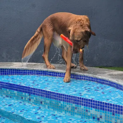 This Golden Retriever is carefully stepping down our custom-built stairs with his toy. The design ensures dogs of all ages and mobilities can safely get in and out of the pool.