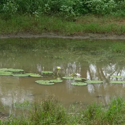 Lilies, once hidden in the wetlands of the Mewat region, now float across the serene ponds of Aravali Nagar Van. We transplanted these native aquatic plants to our restored water bodies, bringing back a piece of the original Aravali ecosystem.