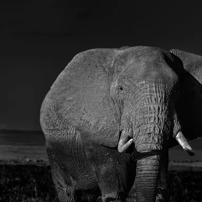 An African elephant in Amboseli, rendered in high-contrast black and white. This close-up portrait, with our safari vehicle in the background, emphasizes its immense size and textured skin, creating a powerful and dramatic image.
