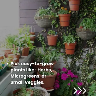 Even a small balcony can become a lush green space. By using hanging baskets and arranging pots on shelves, you can grow easy plants like herbs, microgreens, and small vegetables.